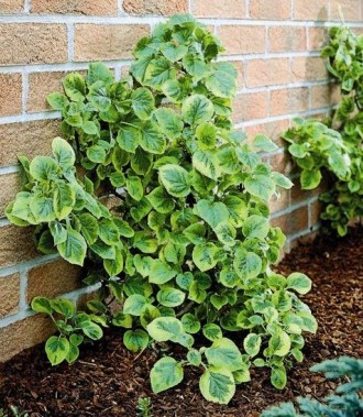 Гортензия черешковая Миранда / С2 / Hydrangea petiolaris Miranda. Балаклея. фото 1 Гортензия черешковая Миранда / С2 / Hydrangea petiolaris Miranda. Балаклея. фото 1