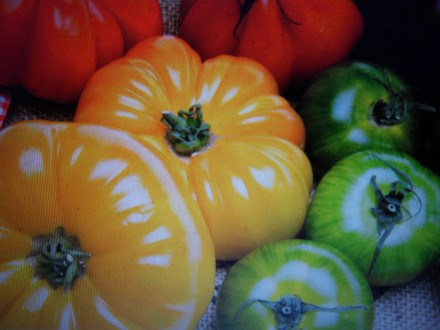 рассада элитных сортовых высокоурожайных томатов,огурцов и момордики по цене 25 . . фото 7