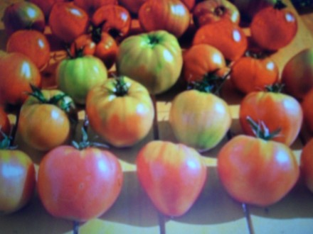 рассада элитных сортовых высокоурожайных томатов,огурцов и момордики по цене 25 . . фото 8