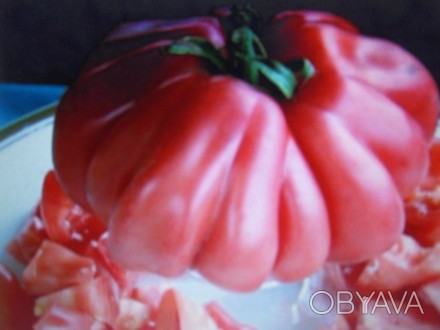 рассада элитных сортовых высокоурожайных томатов,огурцов и момордики по цене 25 . . фото 1