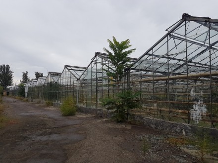 Продажа тепличного хозяйства в Одессе.. Одесса. фото 1 Продажа тепличного хозяйства в Одессе.. Одесса. фото 1