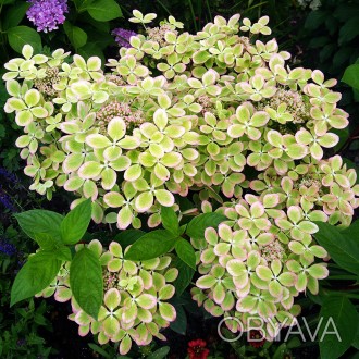 Гортензия метельчатая Пастелгрин / Hydrangea paniculata Pastelgreen
Пастел Грин . . фото 1