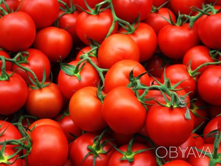 Продам помидоры из Египта экспорт, купить оптом доставка.
Продукт: Помидоры.
С. . фото 1