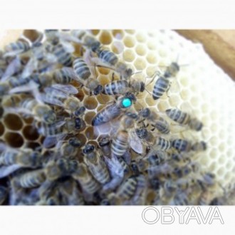 ПРОДАЮ МАТОК.
неплідні та плідні бджоломатки Карніка “ПЕШЕЦ” та Укр. . фото 1