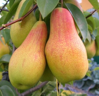 Продам саджанці плодових дерев .Ми вирощуємо саджанці найрізноманітніших плодови. . фото 10
