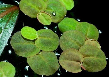 Филлантус плавающий (Phyllanthus fluitans). Интересное, необычное плавающее раст. . фото 3