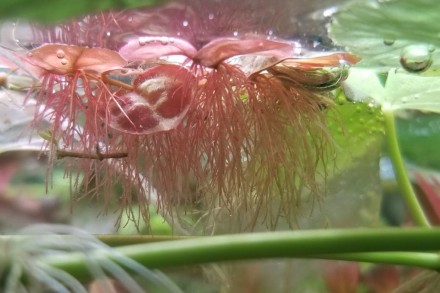 Филлантус плавающий (Phyllanthus fluitans). Интересное, необычное плавающее раст. . фото 5