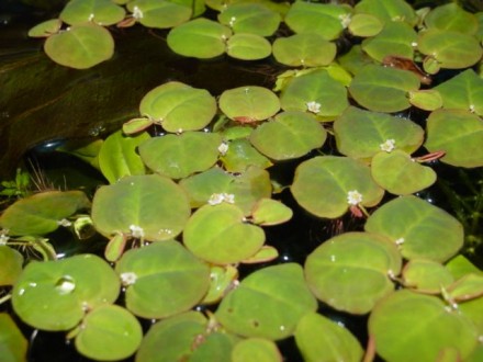 Филлантус плавающий (Phyllanthus fluitans). Интересное, необычное плавающее раст. . фото 4