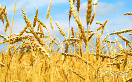 Пшениця інтенсивного типу універсального використання на різних агрофонах. Різно. . фото 1
