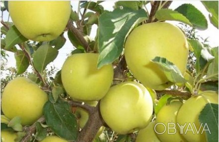 Продам саджанці яблунь ОПТ