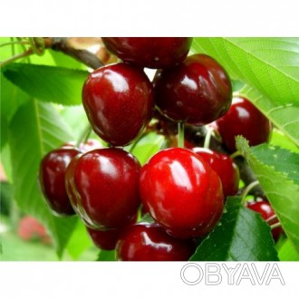 Продам саджанці черешні ОПТ