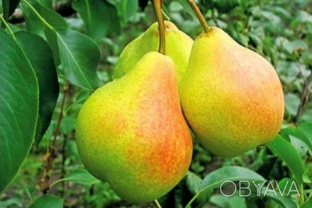 Продам саджанці груш ОПТ
