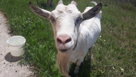 Продам дойную козу. Молоко дает вкусное, без запаха от 3 литров в сутки летом (в. . фото 2
