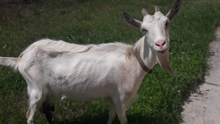 Продам дойную козу. Молоко дает вкусное, без запаха от 3 литров в сутки летом (в. . фото 3