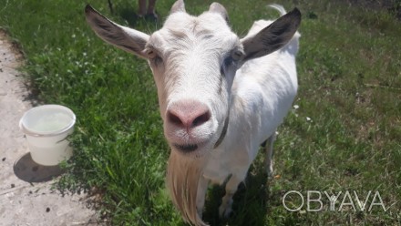 Продам дойную козу. Молоко дает вкусное, без запаха от 3 литров в сутки летом (в. . фото 1