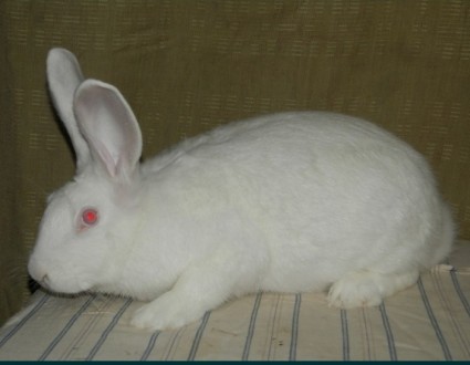 Продам молодняк кролики Термонской белой породы, привиты, возможна пересылка авт. . фото 3