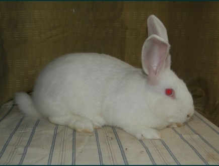 Продам молодняк кролики Термонской белой породы, привиты, возможна пересылка авт. . фото 4