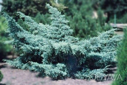 Можжевельник Пфитцериана Глаука / Juniperus Pfitzeriana Glauca
Один из самых рас. . фото 1
