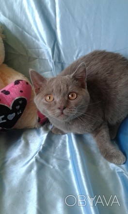 кошки шотландци