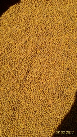 Продам семена горчицы белой, жёлтой на сидераты и семена.
Урожай-2017 г.
Выращ. . фото 3