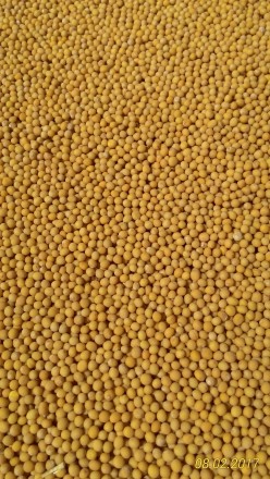 Продам семена горчицы белой, жёлтой на сидераты и семена.
Урожай-2017 г.
Выращ. . фото 2