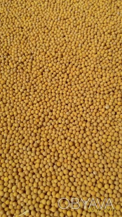 Продам семена горчицы белой, жёлтой на сидераты и семена.
Урожай-2017 г.
Выращ. . фото 1