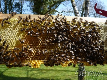 Продам пчелосемьи породы карника. Пчелосемья- 10 рамок, дадан. Пчелы здоровые, е. . фото 1