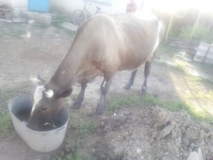 Корова тельная. Погуляла 20 мая, даёт вкусное молоко. Паспорт на неё есть. Дата . . фото 4
