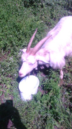 Продам дойных коз.Молока дает от 2 литров.. . фото 3