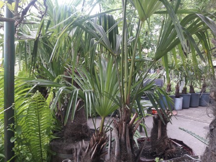 Веерные пальмы Трахикарпус-форчуна. Высота 1-2 метра. Возраст 20-45 лет.. . фото 10