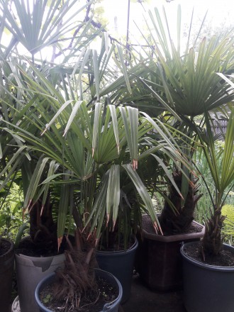 Веерные пальмы Трахикарпус-форчуна. Высота 1-2 метра. Возраст 20-45 лет.. . фото 7