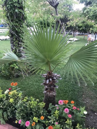 Веерные пальмы Трахикарпус-форчуна. Высота 1-2 метра. Возраст 20-45 лет.. . фото 2