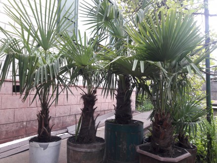 Веерные пальмы Трахикарпус-форчуна. Высота 1-2 метра. Возраст 20-45 лет.. . фото 5