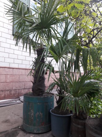 Веерные пальмы Трахикарпус-форчуна. Высота 1-2 метра. Возраст 20-45 лет.. . фото 8