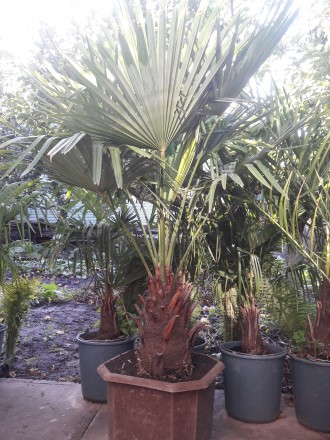 Веерные пальмы Трахикарпус-форчуна. Высота 1-2 метра. Возраст 20-45 лет.. . фото 9