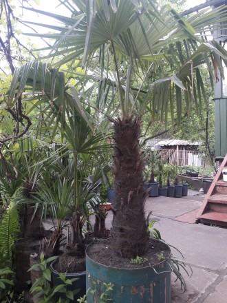 Веерные пальмы Трахикарпус-форчуна. Высота 1-2 метра. Возраст 20-45 лет.. . фото 6