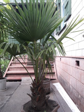 Веерные пальмы Трахикарпус-форчуна. Высота 1-2 метра. Возраст 20-45 лет.. . фото 3