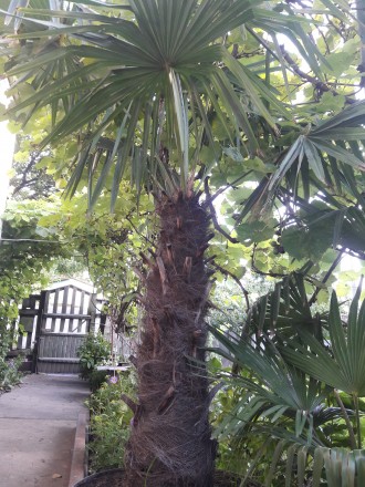 Веерные пальмы Трахикарпус-форчуна. Высота 1-2 метра. Возраст 20-45 лет.. . фото 4