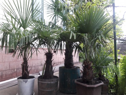Веерные пальмы Трахикарпус-форчуна. Высота 1-2 метра. Возраст 20-45 лет.. . фото 11