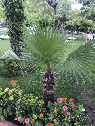 Веерные пальмы Трахикарпус-форчуна. Высота 1-2 метра. Возраст 20-45 лет.. . фото 1