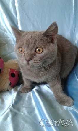кошки шотландцев