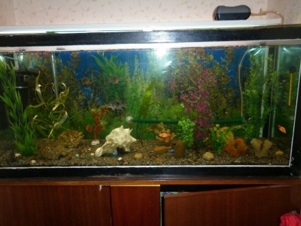 Продам аквариум 250 литров с тумбочкой
В хорошем состоянии
1200 грн
Самовывоз. . фото 4