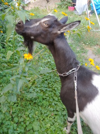 Продаётся дойная коза, очень спокойная. Молоко без запаха, жирность высокая 6,2%. . фото 4