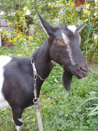 Продаётся дойная коза, очень спокойная. Молоко без запаха, жирность высокая 6,2%. . фото 6