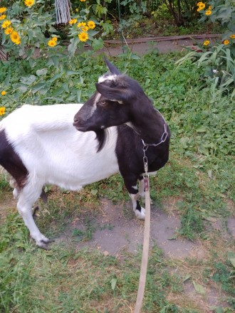 Продаётся дойная коза, очень спокойная. Молоко без запаха, жирность высокая 6,2%. . фото 2