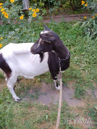 Продаётся дойная коза, очень спокойная. Молоко без запаха, жирность высокая 6,2%. . фото 1