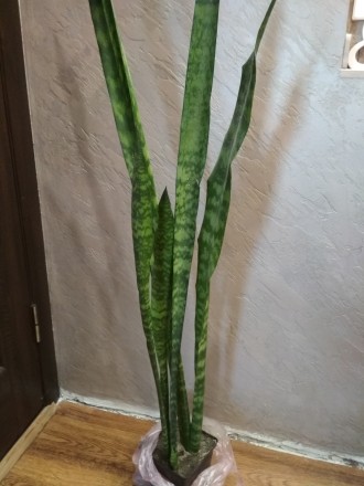 Высота цветка 1.20 есть несколько листиков 60 см. Большие вазоны по 100 грн, мал. . фото 3