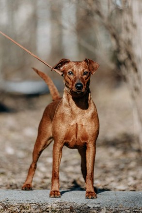 Немецкий пинчер это идеальная собака для активных, уверенных и опытных владельце. . фото 7