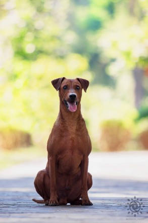 Немецкий пинчер это идеальная собака для активных, уверенных и опытных владельце. . фото 3