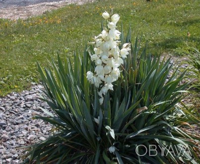 декоративні рослини